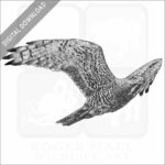 Grey-Faced Buzzard