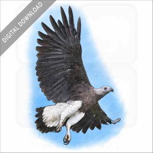 Grey-Headed Fish Eagle stock image