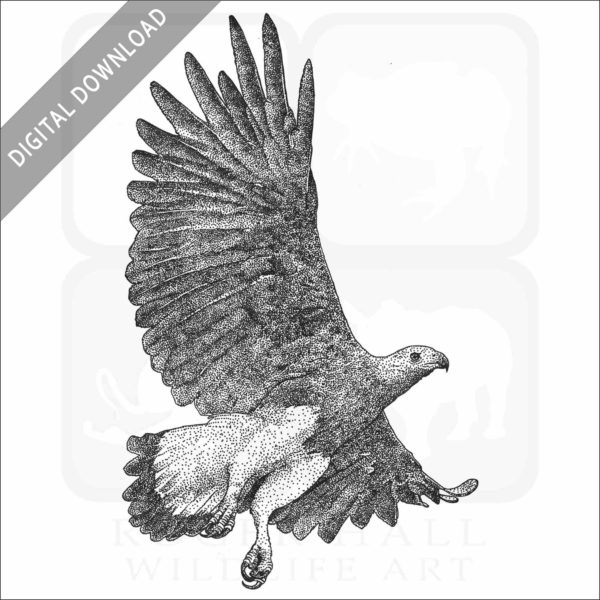 Grey-Headed Fish Eagle