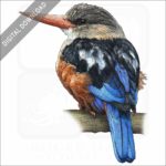 Grey-Headed Kingfisher stock image
