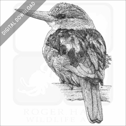 Grey-Headed Kingfisher