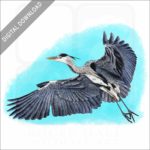 Grey Heron stock image