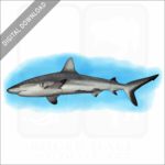 Grey Reef Shark stock image