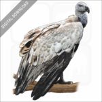 Griffon Vulture stock image