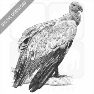 Griffon Vulture