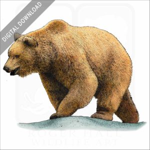 Grizzly Bear stock image
