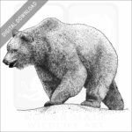Grizzly Bear