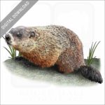 Groundhog stock image