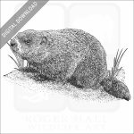 Groundhog or Woodchuck