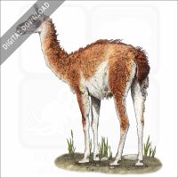 Guanaco stock image