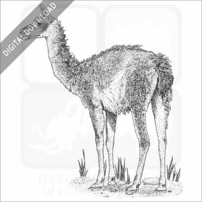 Guanaco