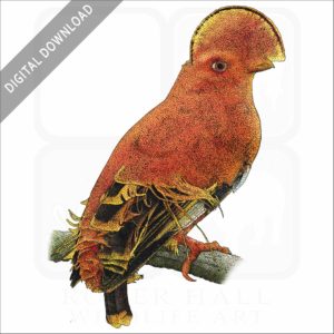 Guianan cock-of-the-rock stock image