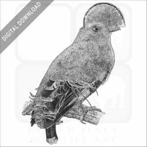 Guianan cock-of-the-rock