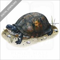 Gulf Coast Box Turtle stock image