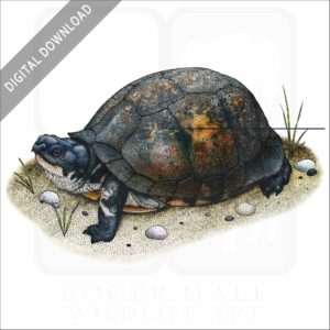 Gulf Coast Box Turtle stock image