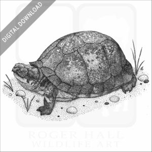 Gulf Coast Box Turtle