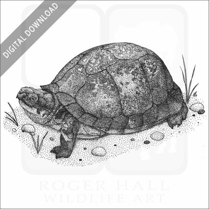 Gulf Coast Box Turtle