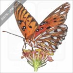 Gulf Fritillary Butterfly stock image