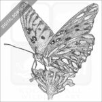 Gulf Fritillary Butterfly
