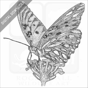 Gulf Fritillary Butterfly