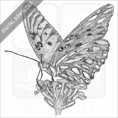 Gulf Fritillary Butterfly