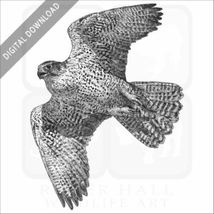 Gyrfalcon