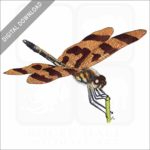 Halloween Pennant Dragonfly stock image