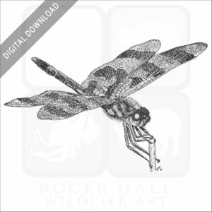 Halloween Pennant Dragonfly