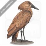 Hamerkop stock image