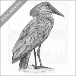 Hamerkop