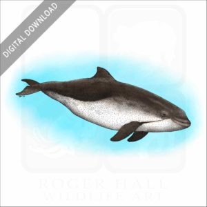 Harbor Porpoise stock image