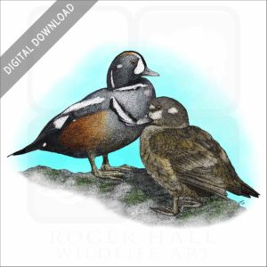 Harlequin Ducks stock image