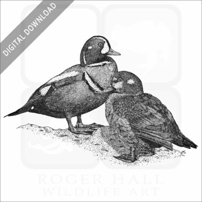 Harlequin Ducks