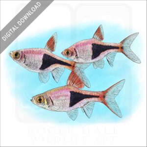 Harlequin Rasbora Fish stock image