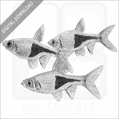 Harlequin Rasbora Fish