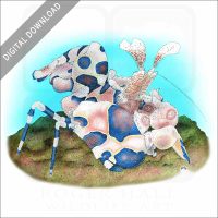 Harlequin Shrimp stock image
