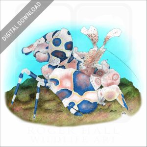 Harlequin Shrimp stock image
