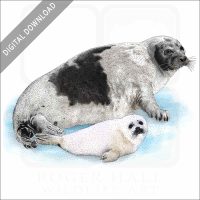 Harp Seal stock image