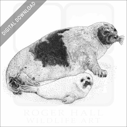 Harp Seal and young