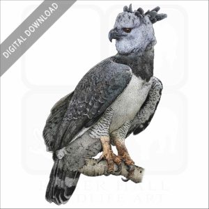 Harpy Eagle illustration