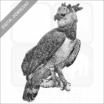 Harpy Eagle