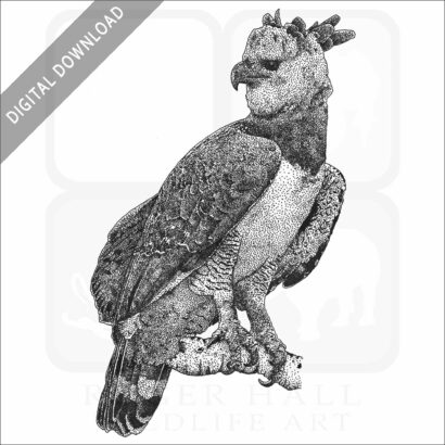 Harpy Eagle