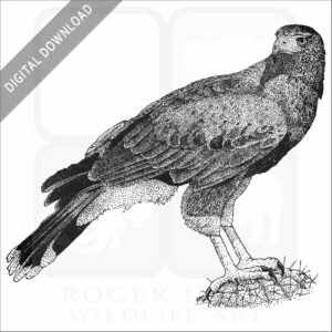 Harris's Hawk