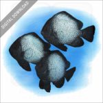 Hawaiian Dascyllus stock image