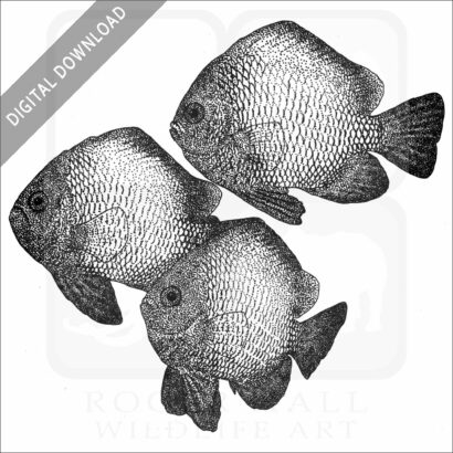 Hawaiian Dascyllus