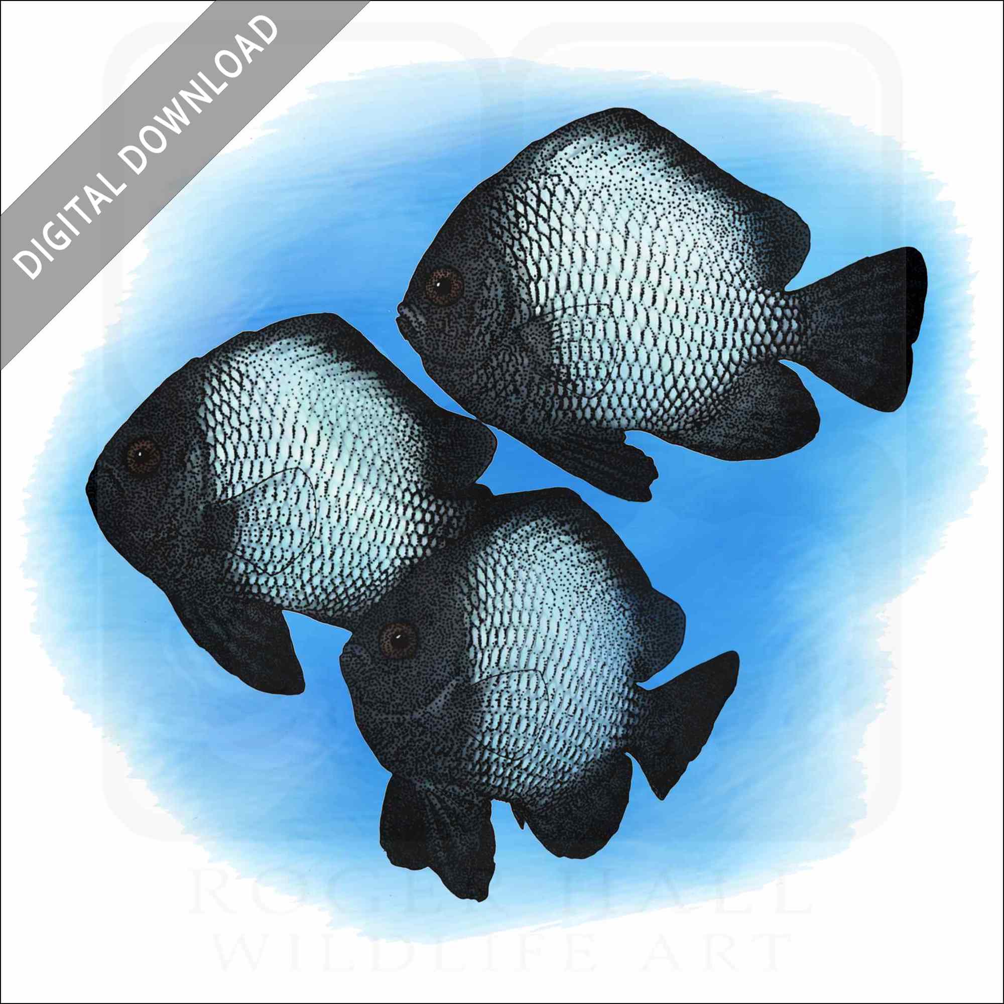 Hawaiian Dascyllus Hawaiian Dascyllus stock image