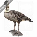 Stock art illustration of a Hawaiian Goose