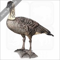 Stock art illustration of a Hawaiian Goose