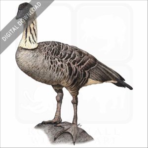 Stock art illustration of a Hawaiian Goose