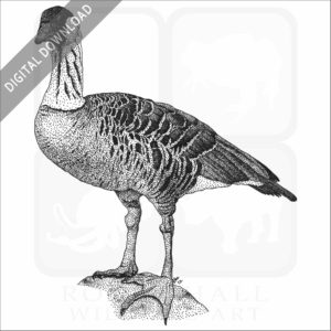 Hawaiian Goose line art drawing